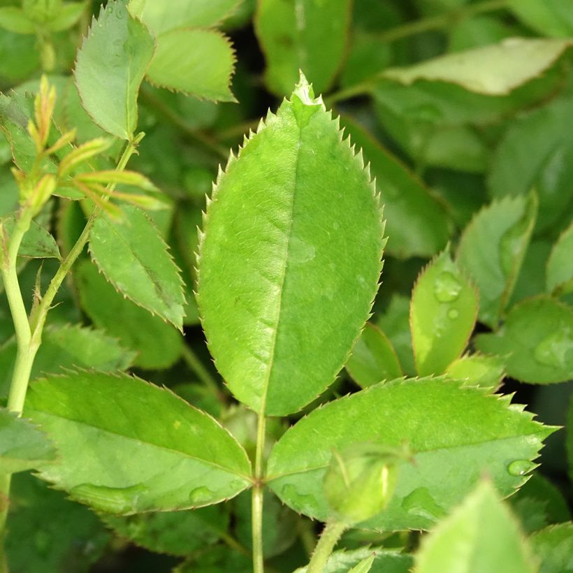 Roseira trepadeira Golden Pareo (Folhagem)