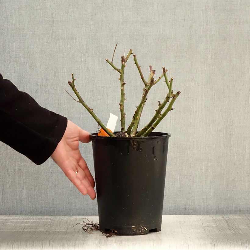 Amostra de Roseira trepadeira Golden Pareo Vaso de 4 L/5 L tal como entregue no inverno