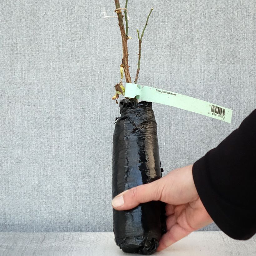 Amostra de Roseira trepadeira Goldfassade Raízes nuas em torrão tal como entregue no inverno