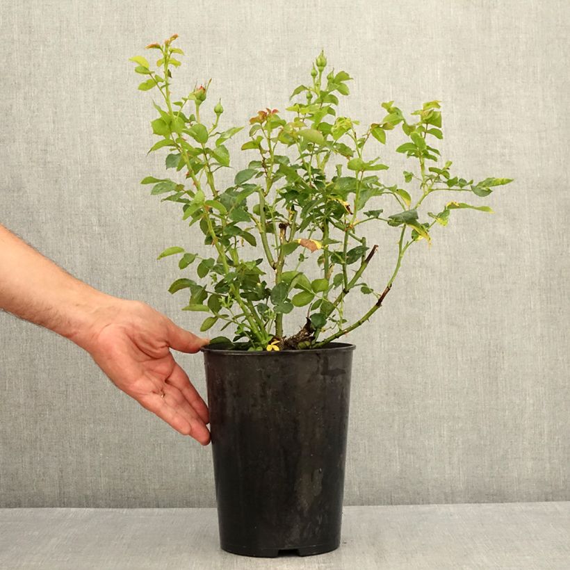Amostra de Roseira trepadeira Goldfassade Vaso de 4 L/5 L tal como entregue no verão