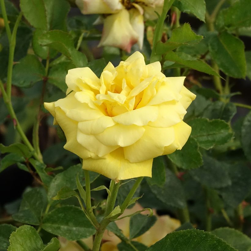 Roseira trepadeira Goldfassade (Floração)