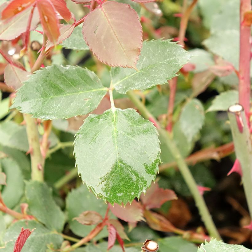 Roseira trepadeira Guinée (Folhagem)
