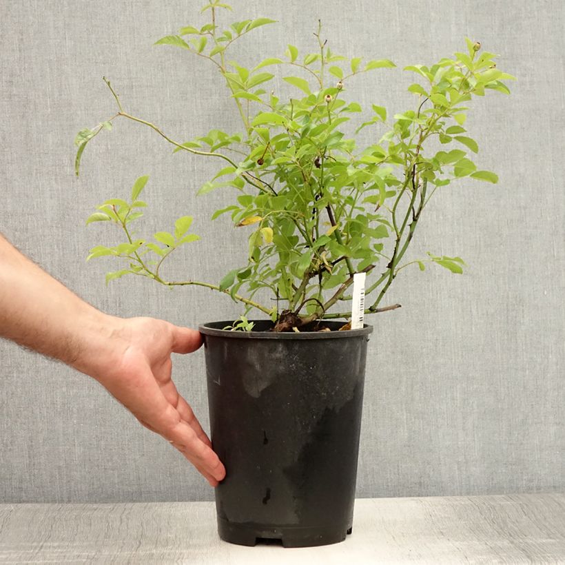 Amostra de Roseira trepadeira Guirlande d'Amour Vaso de 4 L/5 L tal como entregue no verão