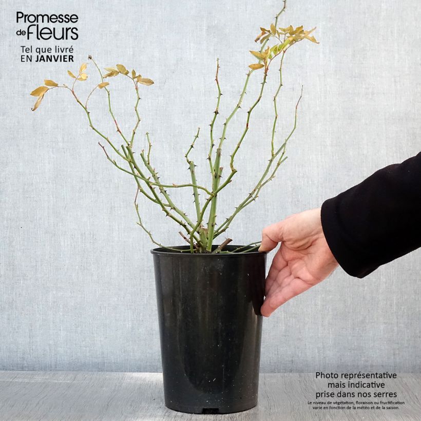 Amostra de Rosier grimpant Guirlande d'Amour Vaso de 4 L/5 L tal como entregue no inverno