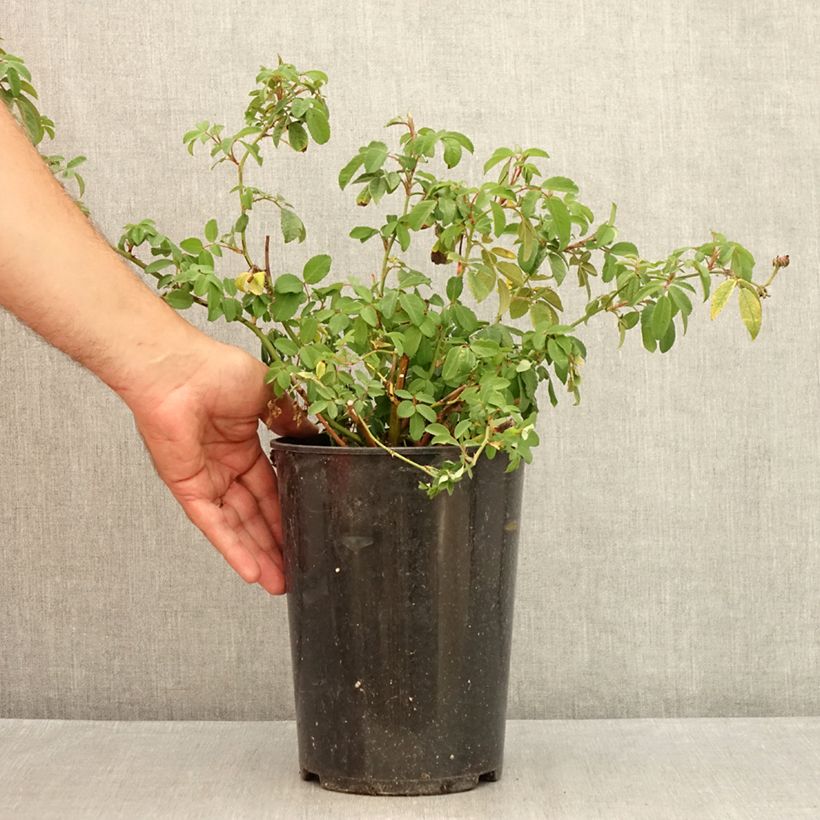 Amostra de Roseira trepadeira Guirlande Rose Vaso de 4 L/5 L tal como entregue no verão