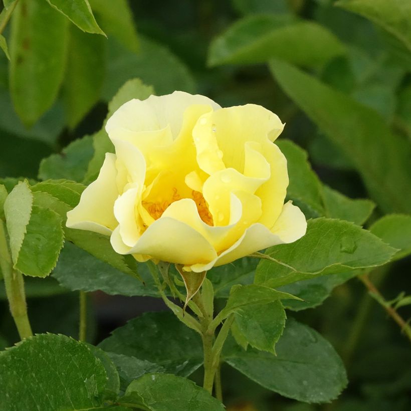 Roseira trepadeira Happiness (Floração)