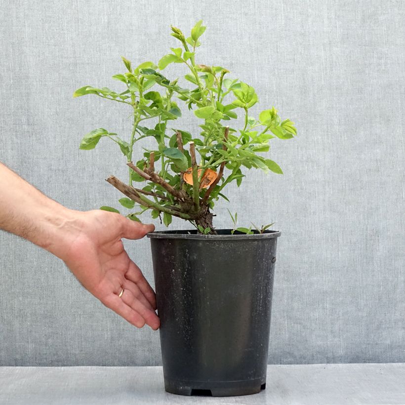 Amostra de Roseira trepadeira Happiness Vaso de 4 L/5 L tal como entregue no verão