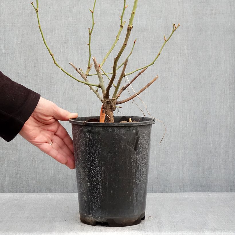 Amostra de Roseira trepadeira Happiness Vaso de 4 L/5 L tal como entregue no inverno