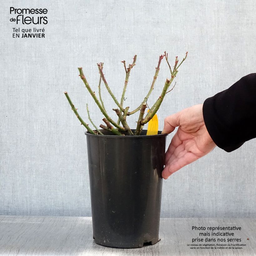 Amostra de Roseira trepadeira Jasmina Vaso de 4 L/5 L tal como entregue no inverno