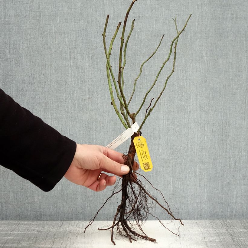 Amostra de Roseira trepadeira Jasmina Raízes nuas tal como entregue no inverno