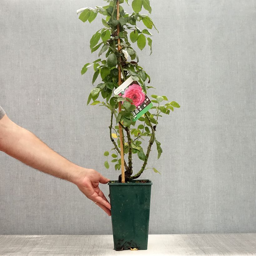 Amostra de Roseira trepadeira Laguna Vaso de 4 L/5 L tal como entregue no verão