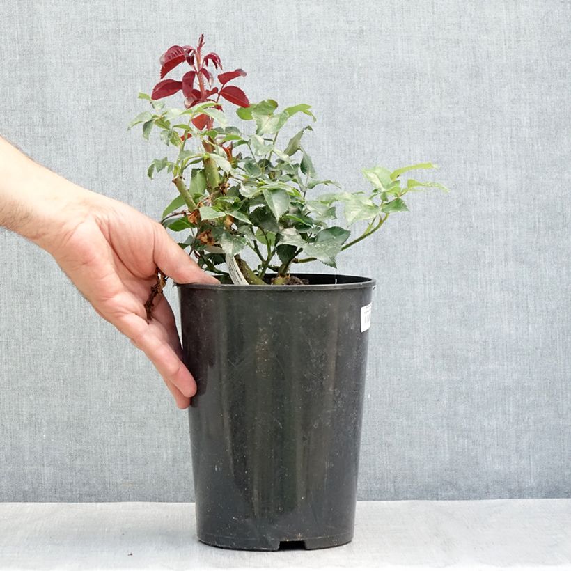 Amostra de Roseira trepadeira Red Flame Vaso de 4 L/5 L tal como entregue no verão