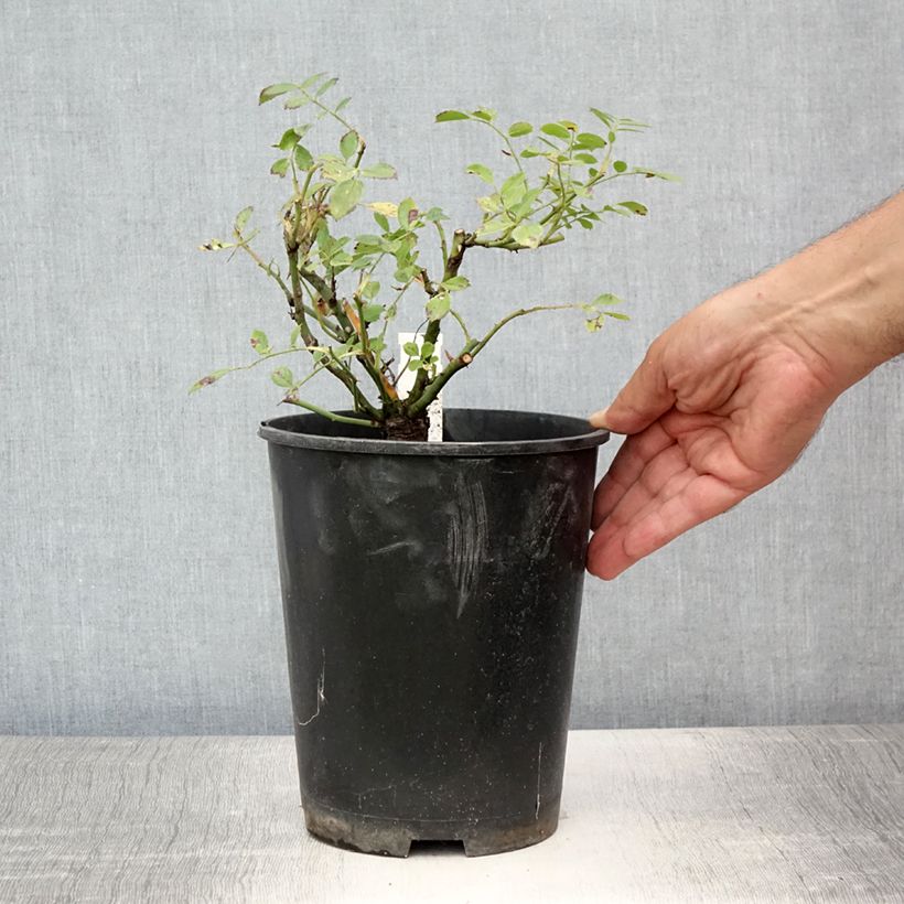 Amostra de Roseira trepadeira Libertas Vaso de 4 L/5 L tal como entregue no verão