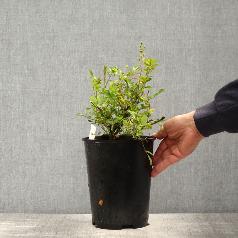 Amostra de Roseira trepadeira Libertas Vaso de 4 L/5 L tal como entregue na primavera