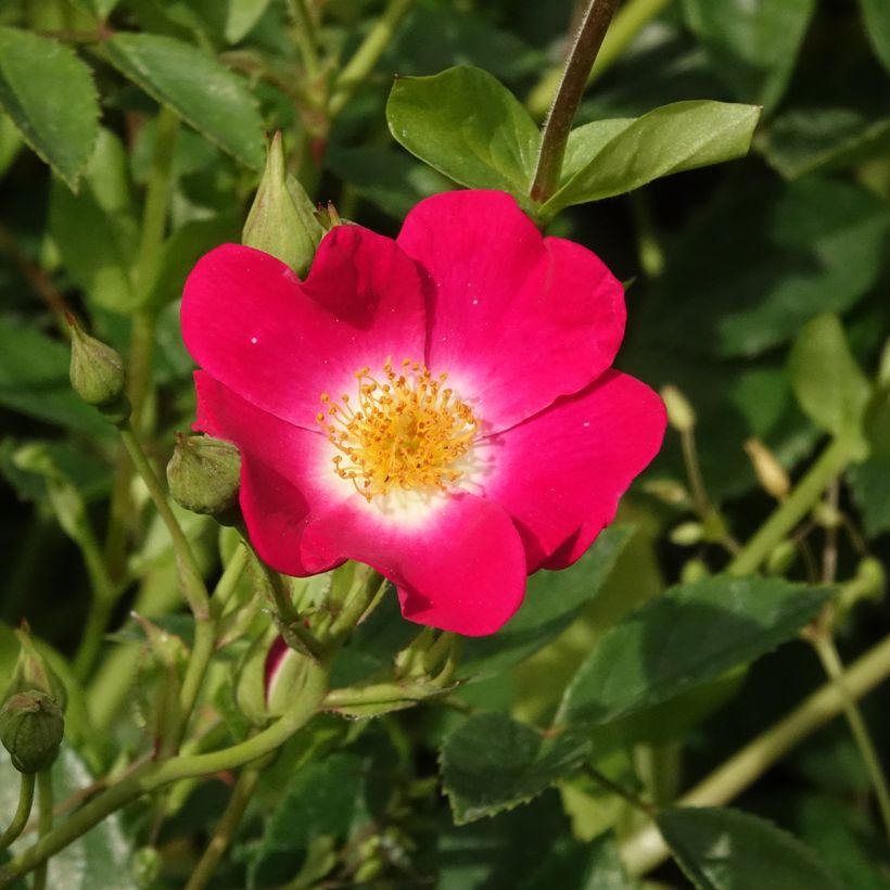 Roseira trepadeira Libertas (Floração)
