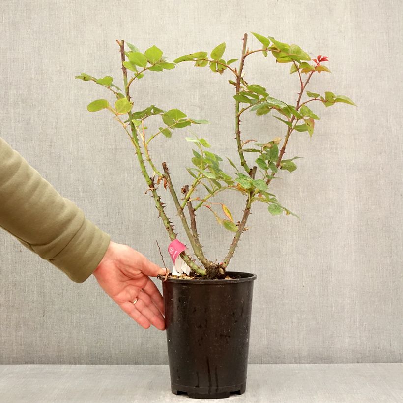 Amostra de Roseira trepadeira Long Island - Rosa Vaso de 4 L/5 L tal como entregue na primavera