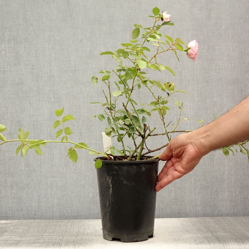 Amostra de Roseira trepadeira Mini Eden Rose Vaso de 4 L/5 L tal como entregue no verão