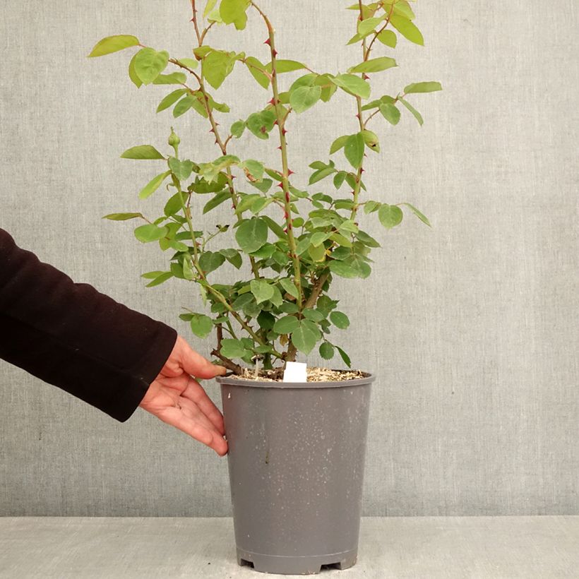 Amostra de Roseira trepadeira Madame Caroline Testout Vaso de 4 L/5 L tal como entregue na primavera