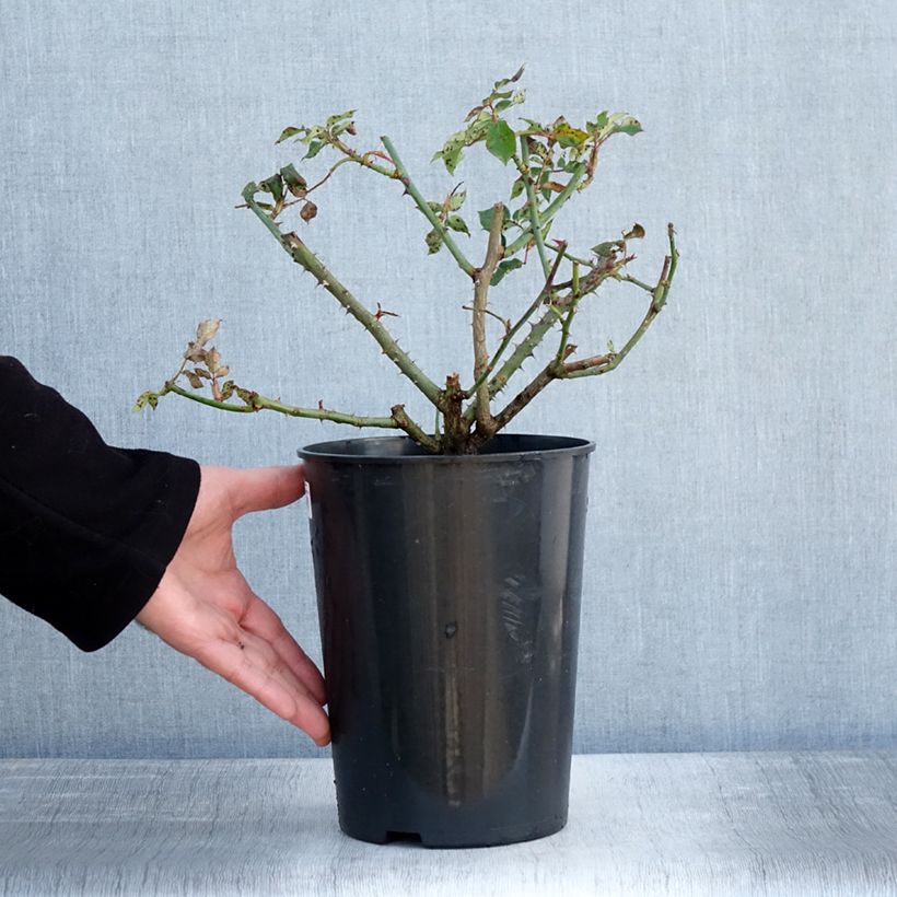 Amostra de Roseira trepadeira Mme Gregoire Staechelin Vaso de 4 L/5 L tal como entregue no inverno