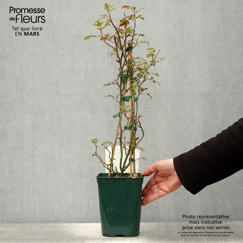 Amostra de Roseira trepadeira Maestro Yannick Vaso de 3 L/4 L tal como entregue na primavera