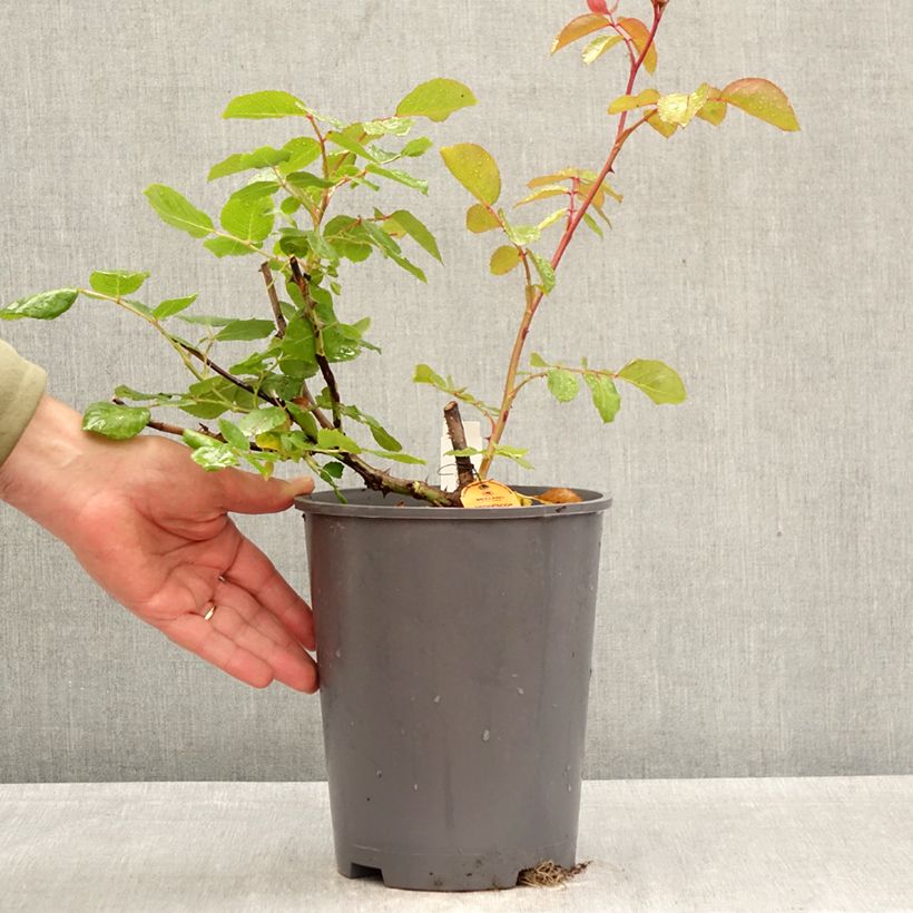 Amostra de Roseira trepadeira Negresco Vaso de 4 L/5 L tal como entregue na primavera
