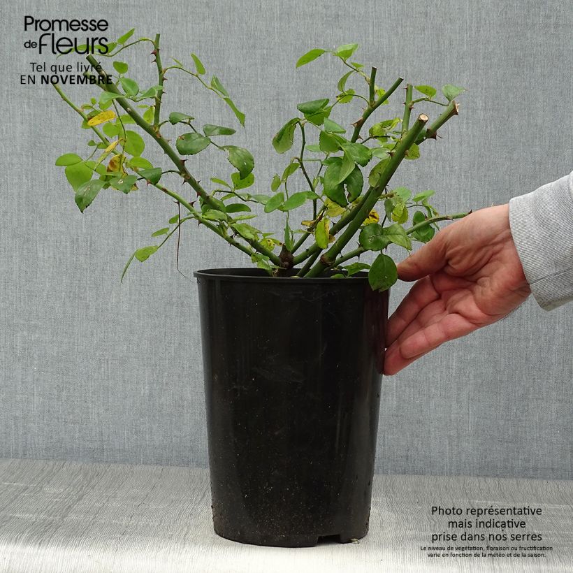Amostra de Roseira trepadeira New Dawn Vaso de 4 L/5 L tal como entregue no outono