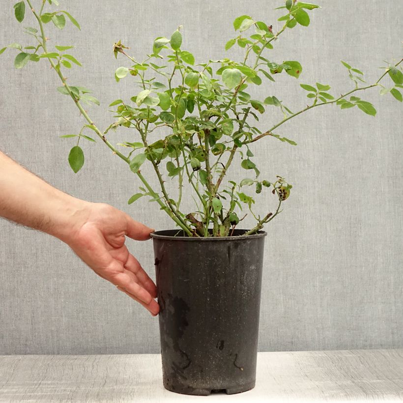 Amostra de Roseira trepadeira New Dawn Vaso de 4 L/5 L tal como entregue no verão