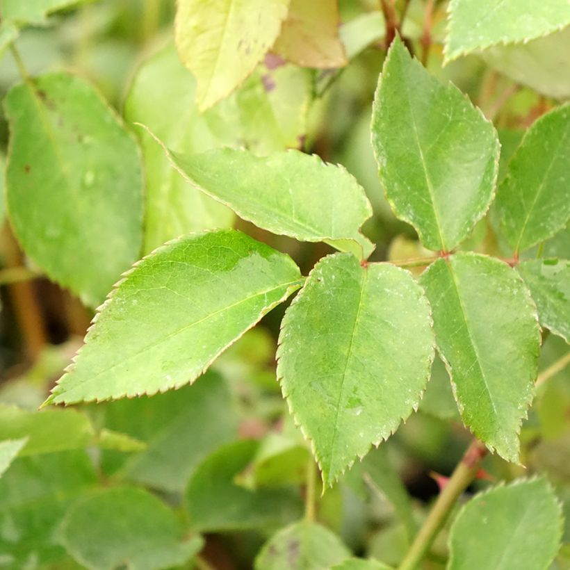 Roseira trepadeira Orienta Aladdin (Folhagem)