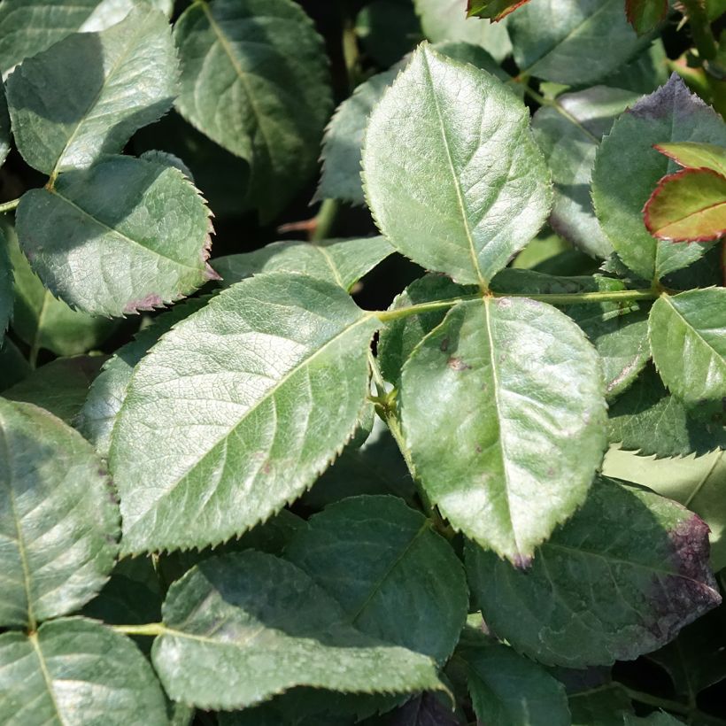 Roseira trepadeira Oriental Peace (Folhagem)