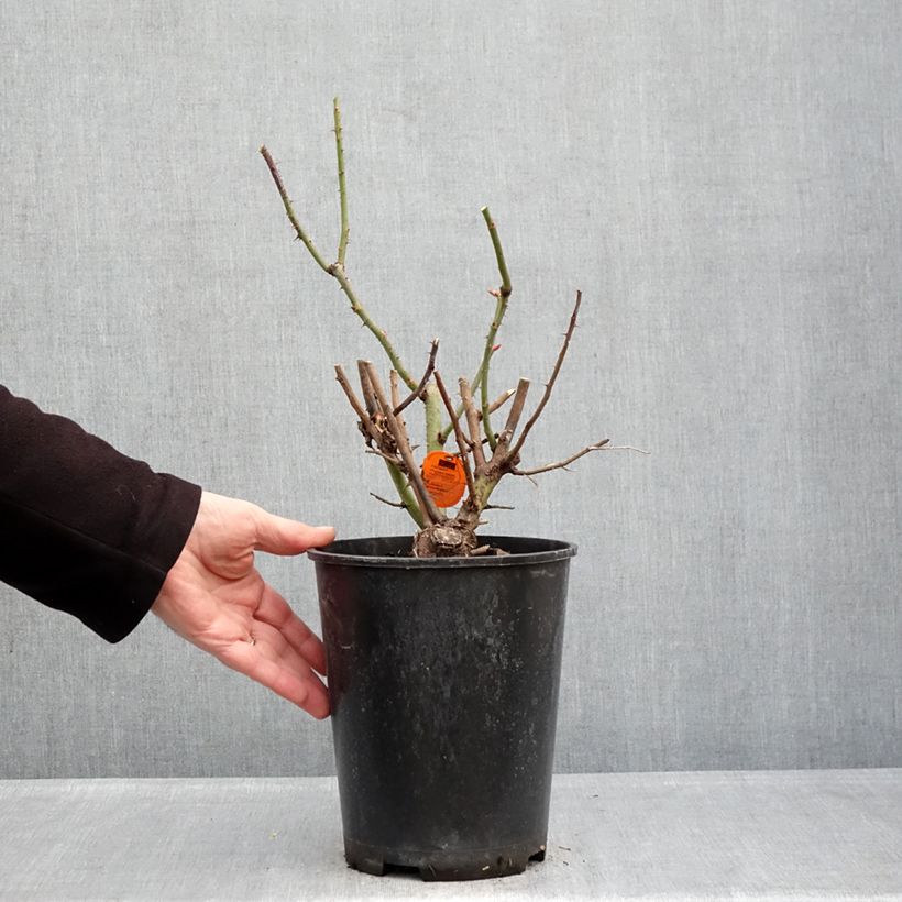 Amostra de Roseira trepadeira Oriental Peace Vaso de 4 L/5 L tal como entregue no inverno