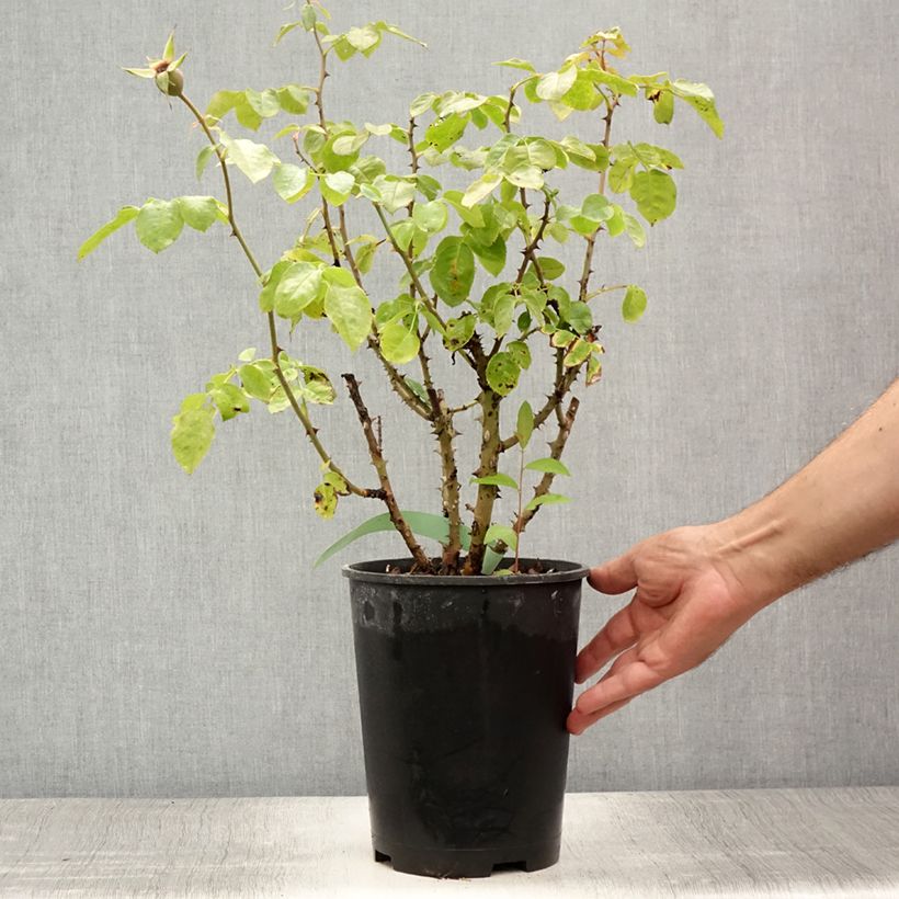 Amostra de Roseira trepadeira Ozeana Vaso de 4 L/5 L tal como entregue no verão