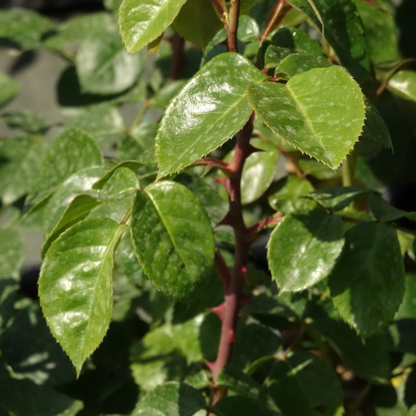 Roseira trepadeira Ozeana (Folhagem)