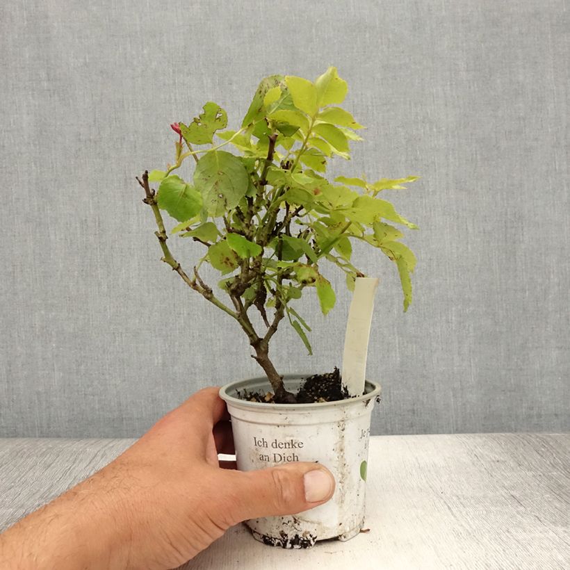 Amostra de Roseira trepadeira Palais Royal Vaso de 10 cm/11 cm tal como entregue no verão