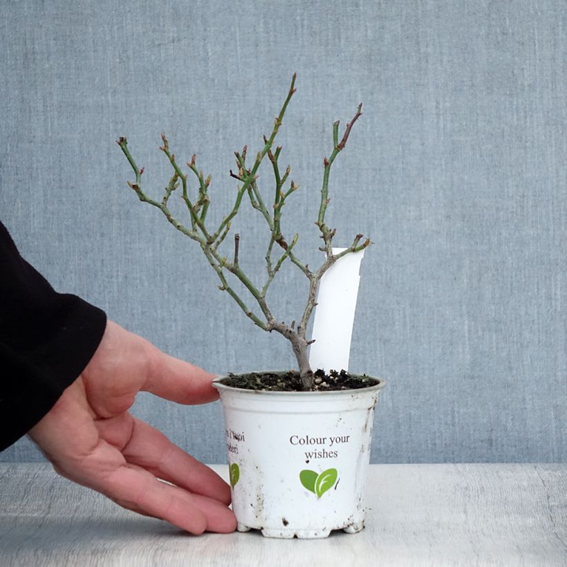 Amostra de Roseira trepadeira Palais Royal Vaso de 10 cm/11 cm tal como entregue no inverno