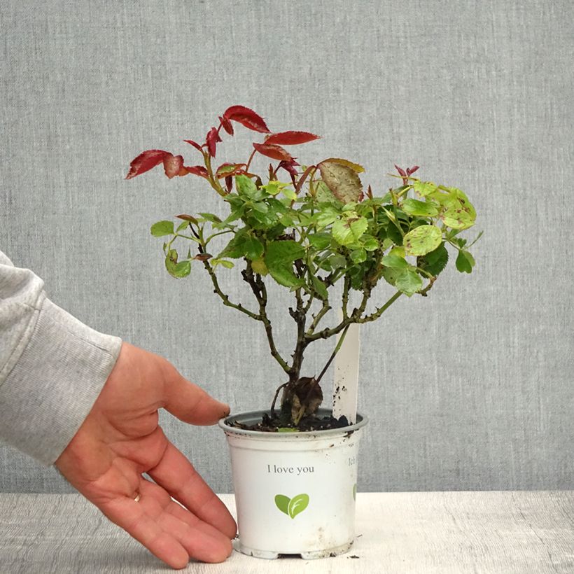 Amostra de Roseira trepadeira Palais Royal Vaso de 10 cm/11 cm tal como entregue na primavera