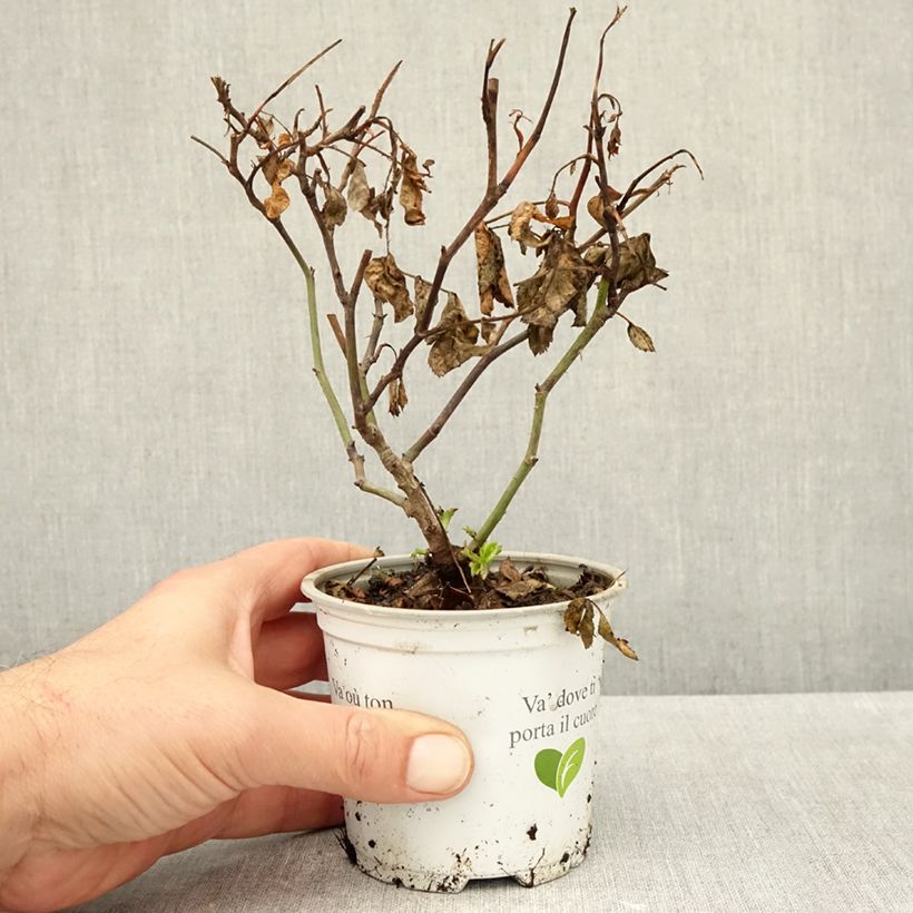 Amostra de Roseira trepadeira Palais Royal Vaso de 10 cm/11 cm tal como entregue no outono