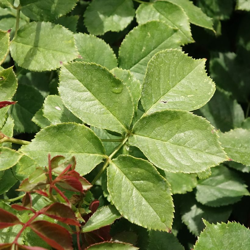 Roseira trepadeira Palais Royal (Folhagem)
