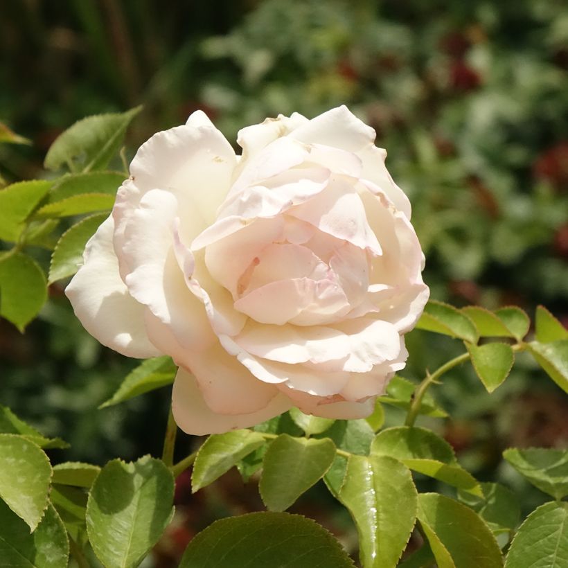 Roseira trepadeira Palais Royal (Floração)