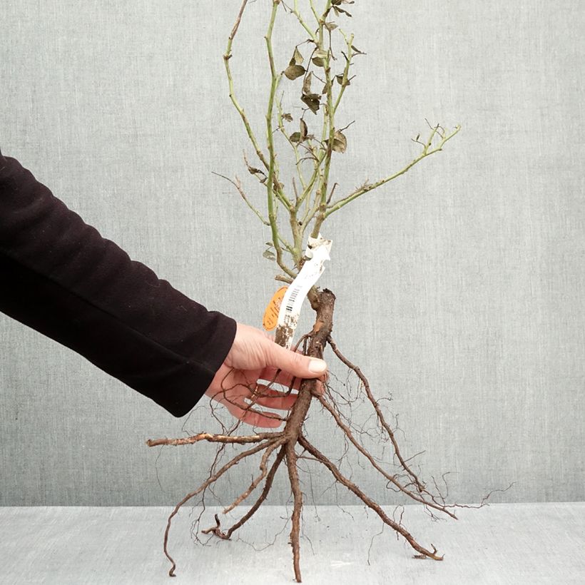 Amostra de Roseira trepadeira Palais Royal Raízes nuas tal como entregue no inverno