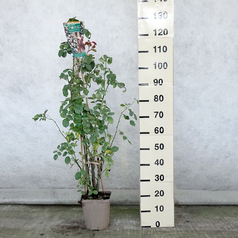 Amostra de Roseira trepadeira Papi Delbard Vaso de 3 L/4 L tal como entregue no verão