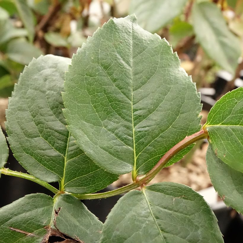 Roseira trepadeira Parfuma® Kiss me Kate Klettermaxe (Folhagem)