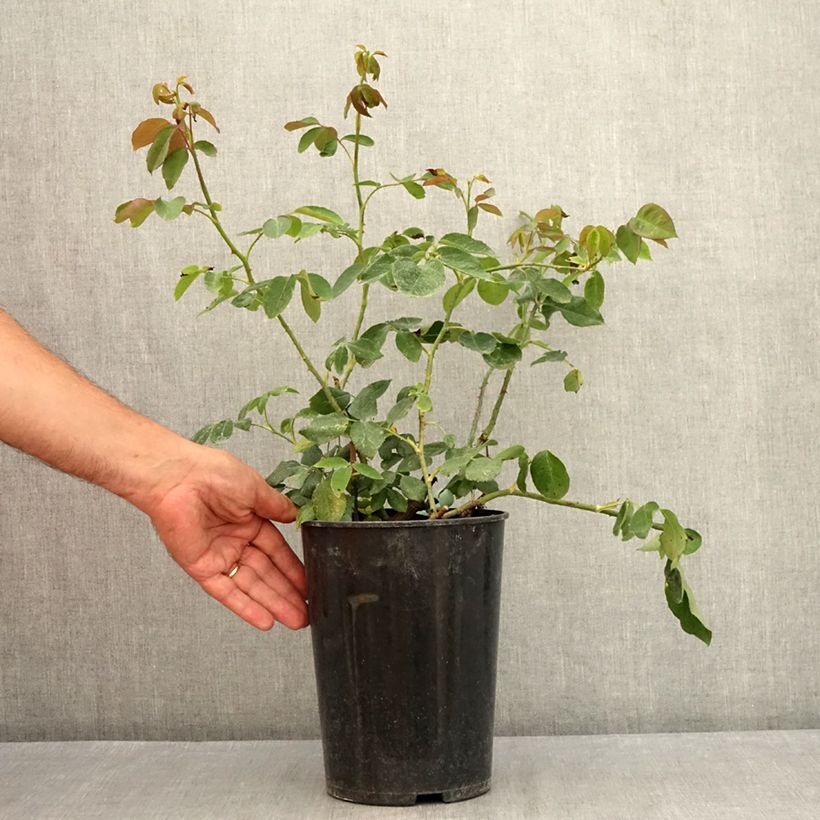 Amostra de Rosier grimpant Paul's Lemon Pillar Vaso de 4 L/5 L tal como entregue no verão