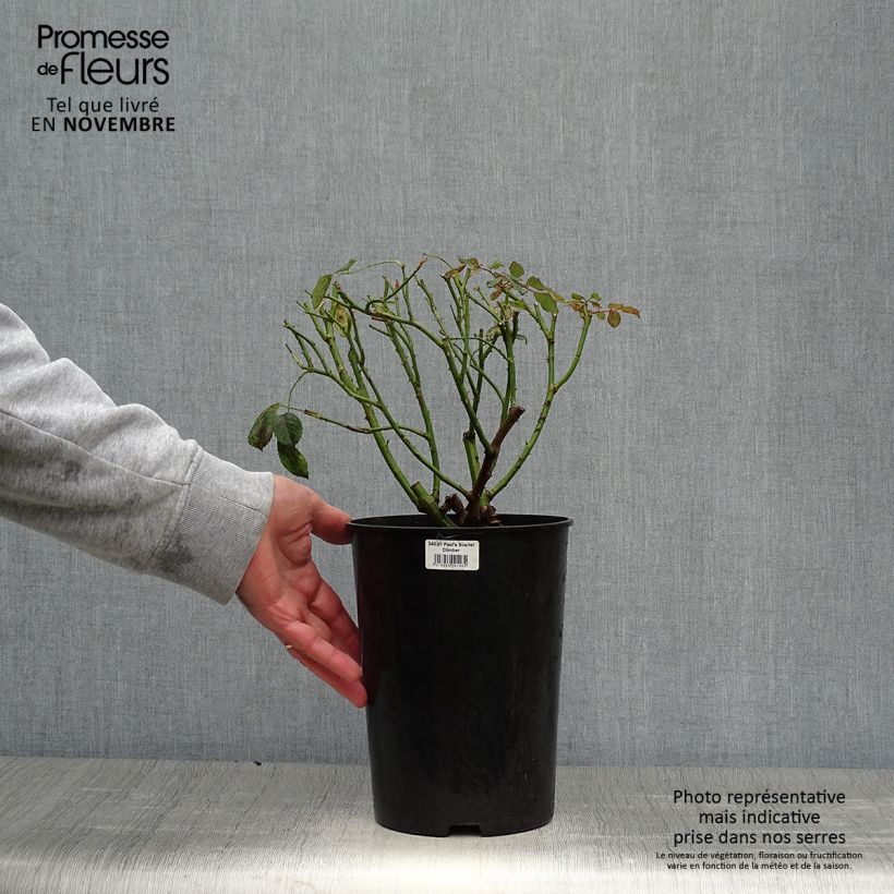 Amostra de Roseira trepadeira Paul's Scarlet Climber Vaso de 4 L/5 L tal como entregue no outono