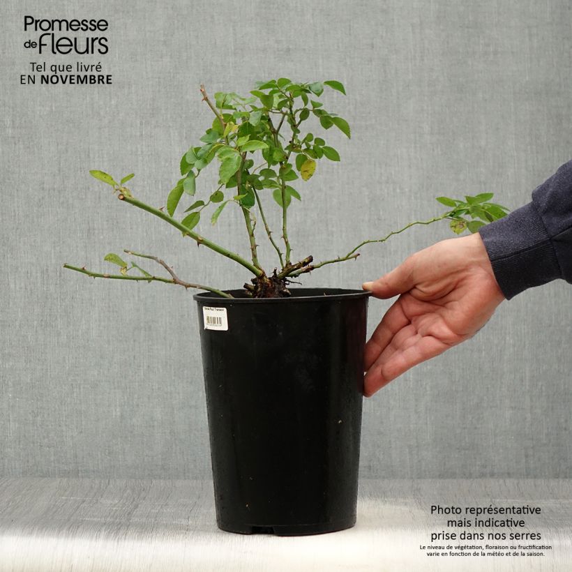 Amostra de Roseira trepadeira Paul Transon Vaso de 4 L/5 L tal como entregue no outono