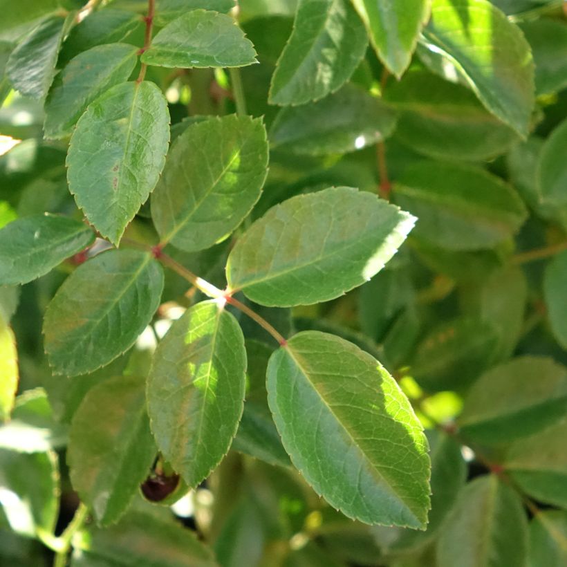 Roseira trepadeira Paul Transon (Folhagem)