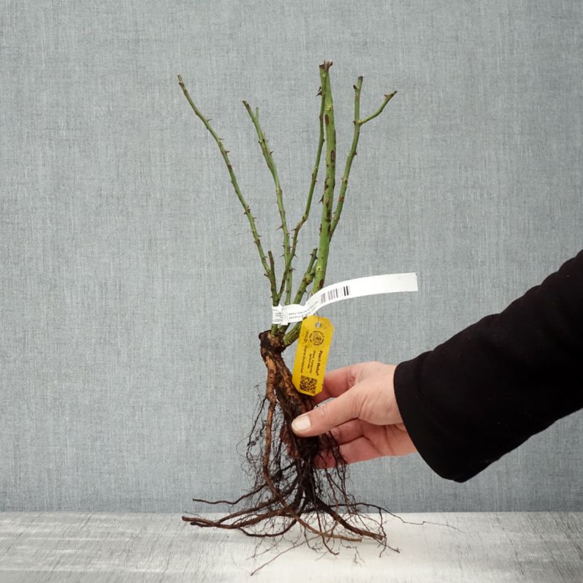 Amostra de Rosier grimpant Peach Melba Raízes nuas tal como entregue no inverno