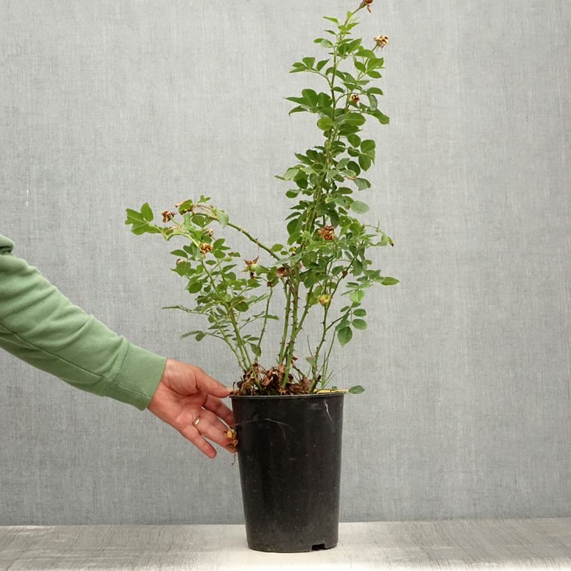 Amostra de Rosier grimpant Peach Melba Vaso de 4 L/5 L tal como entregue no verão