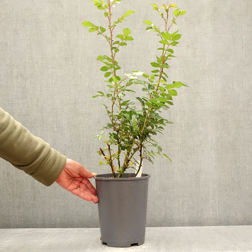Amostra de Roseira trepadeira Climbing Max Peach Melba Vaso de 4 L/5 L tal como entregue na primavera
