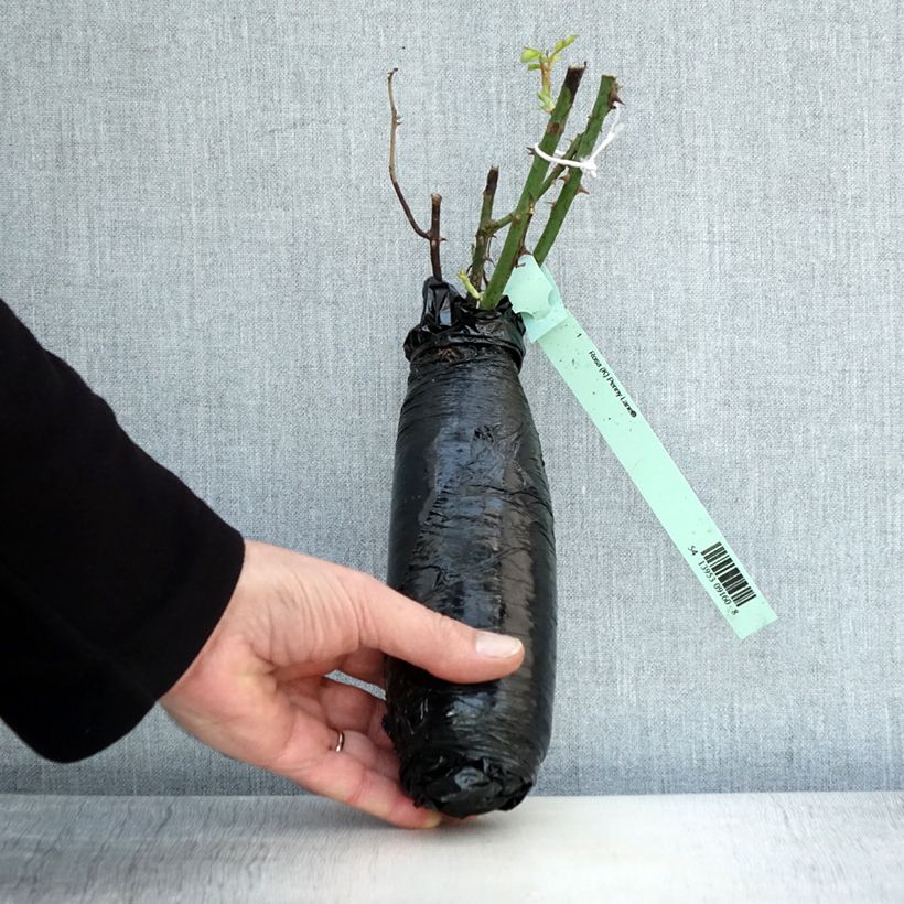 Amostra de Rosier grimpant Penny Lane Raízes nuas em torrão tal como entregue no inverno