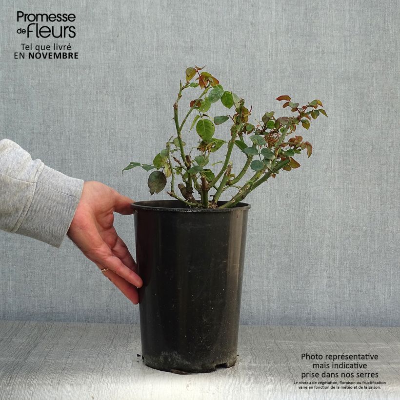 Amostra de Roseira trepadeira Penny Lane Vaso de 4 L/5 L tal como entregue no outono